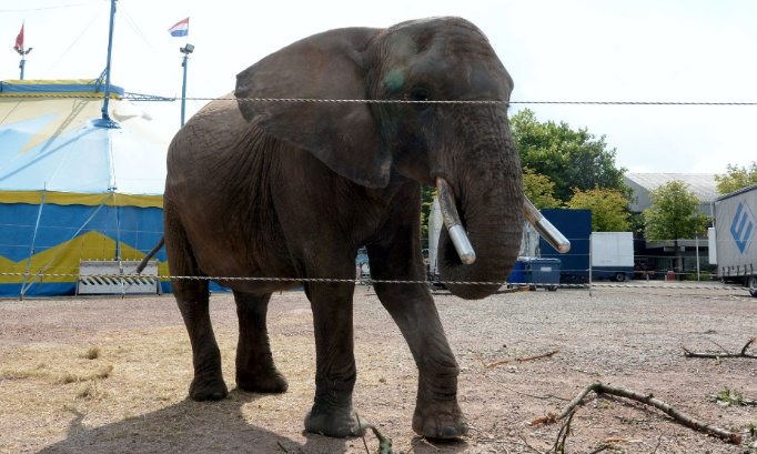 Pour que l'éléphante Buba soit retirée du cirque et placée dans un sanctuaire! #FreeBuba
