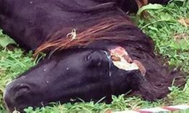 Chevaux assassinés avec oreille coupée. Stop à ce carnage répété en France