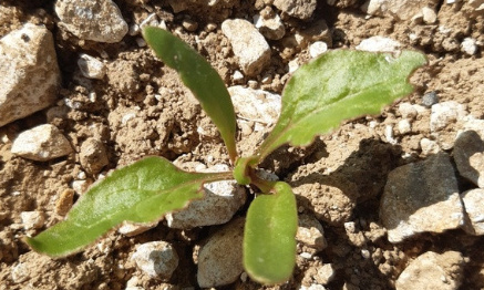 Pour un retour du Gaucho sur Betteraves, sous conditions, afin de moins polluer !!