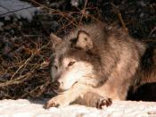 Protégeons les loups.