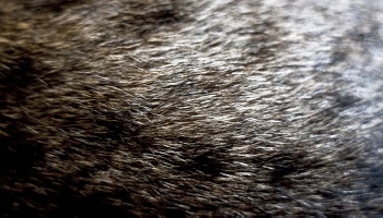 Interdisons les figurines en vraie fourrure