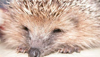 Sauvons les hérissons
