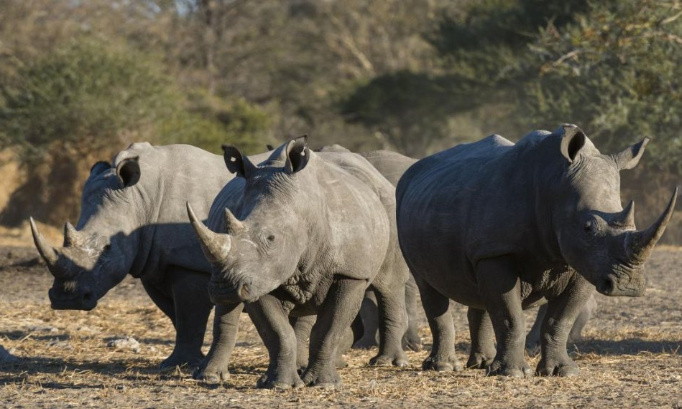 Pour l'interdiction de la chasse au rhinocéros au Botswana !