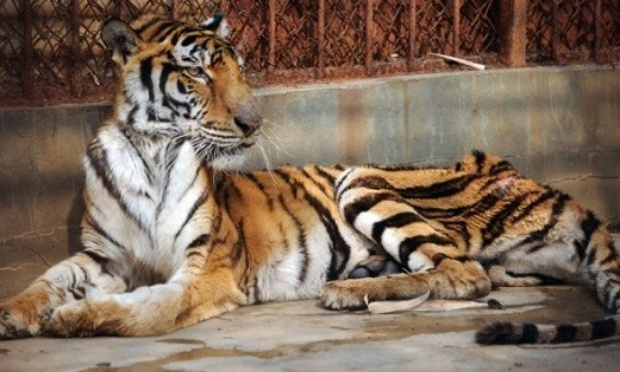 Contre l'horrible fabrication du vin de Tigre