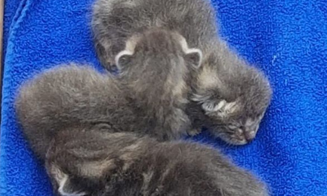 Obliger les élus de Commercy (55200) à stériliser tous les chats errants de la commune