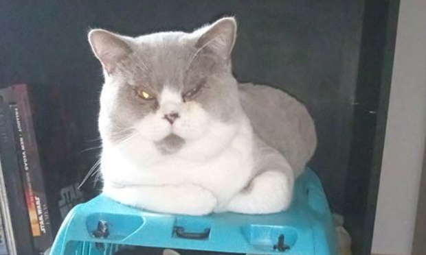 JUSTICE pour MISTIGRIS égorgé par un chien...