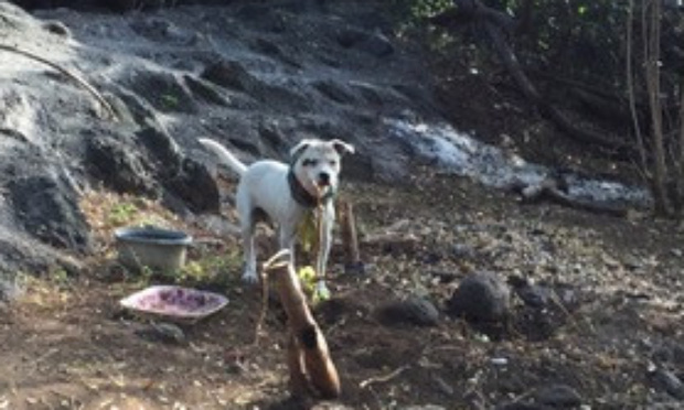 SAUVEZ MOI, J’AI 5 JOURS AVANT QU’ON M’EUTHANASIE !