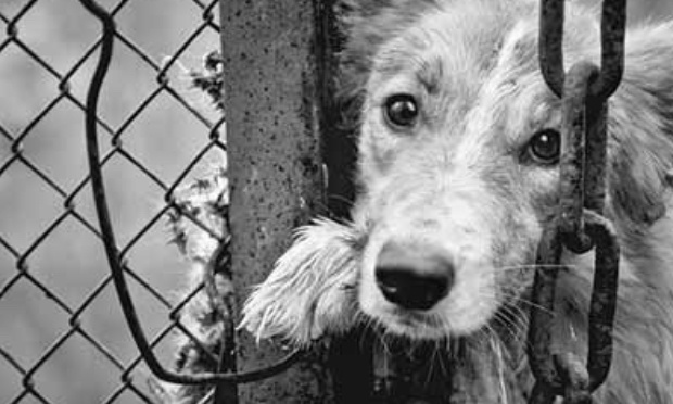 Agissons pour retirer les chiens de Timothy Duval