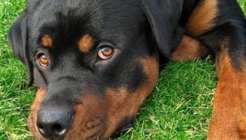 Pour que l'Etat aide les Associations de Protection Animale