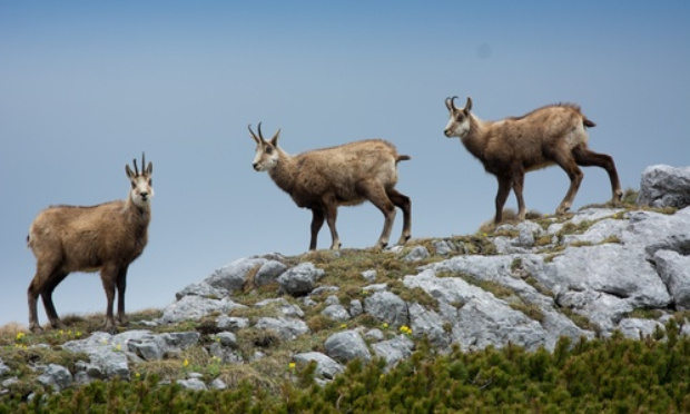 Des chamois en danger en Corrèze !