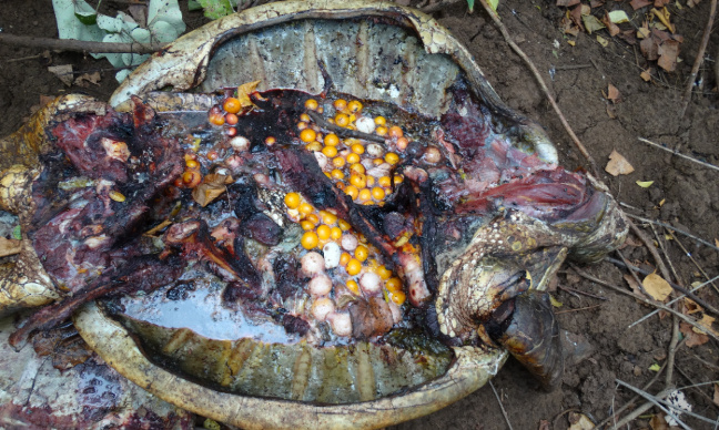 Stop au massacre des tortues à Mayotte !