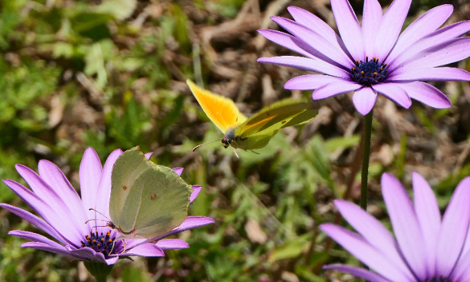Créons un ministère de la nature !