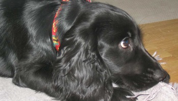 Stop aux maltraitances de chiens à la vue de tous dans les rues de Bordeaux