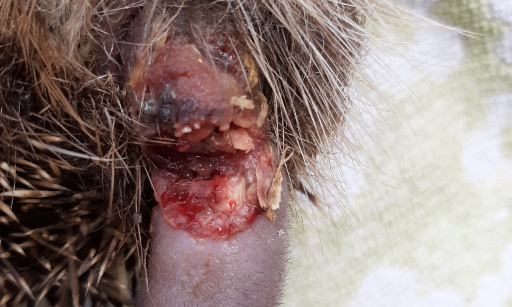 Stop au fonctionnement des robots tondeuses la nuit afin de préserver les hérissons d'Europe