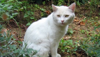 Contre la mort lente des chats d'Orpéa