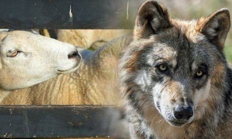 Les loups tuent nos animaux, légalisons ou donnons plus de droits pour le tir du loup