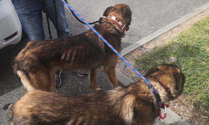 Non à l'euthanasie des deux malinois