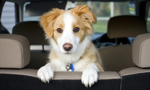 Chien qui dort en voiture...