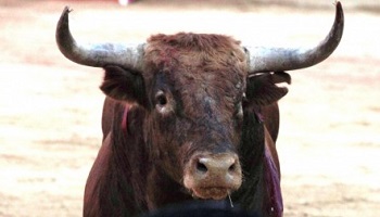 Stop au monstrueux el toro jubilo