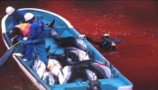 Pour que les médias français parlent des massacres de cétacés à Taiji, Japon.