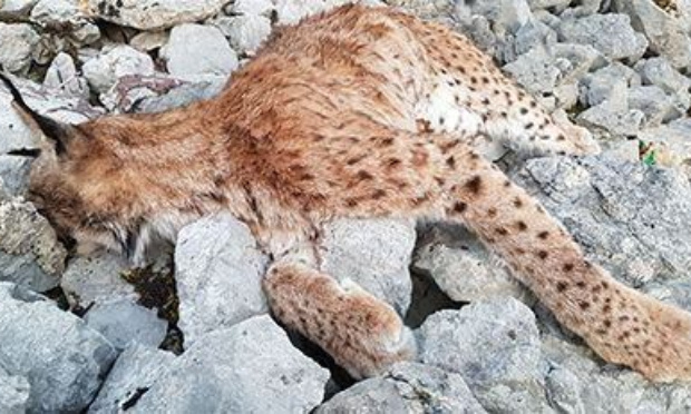 Stop au massacre des lynx dans le Jura et dans les Vosges !