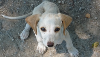 Stoppons la zoophilie en Allemagne