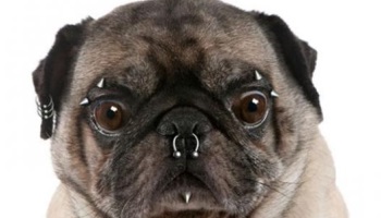 Non à la chirurgie esthétique animalière !