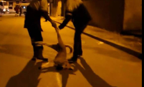 ARRÊTEZ LE MASSACRE DE CHIENS ERRANTS AU MAROC ! POUR UNE STÉRILISATION MASSIVE