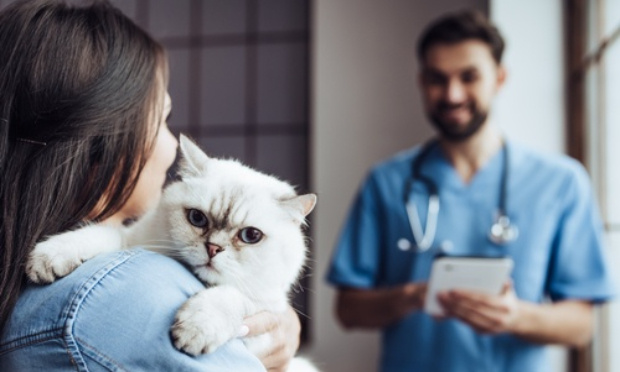 Contre les propriétaires d'animaux qui n'assument pas leurs animaux financièrement et préfèrent demander aux vétérinaires de travailler gratuitement!