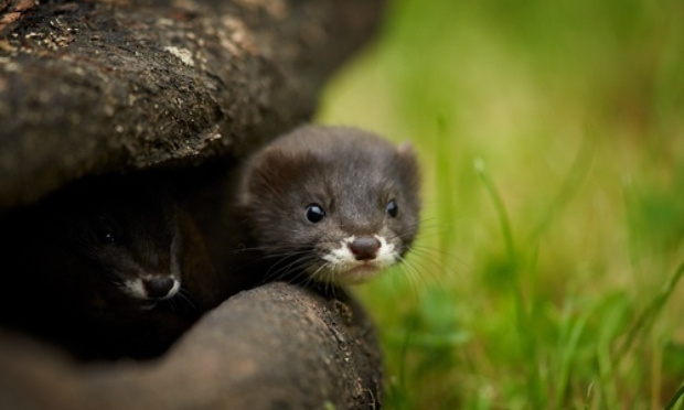 Stop gazage de 10 000 visons aux Pays Bas sous prétexte sanitaire...!