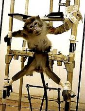Stop à la vivisection
