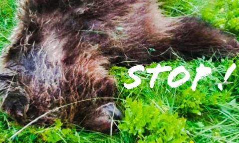 Pour une réactivation immédiate du Plan Ours 2018-2028 de Nicolas Hulot