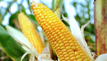 OGM, l'heure de vérité !