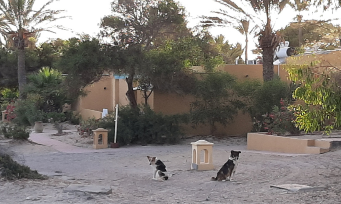 Stop à la maltraitance des chiens du Club Med Djerba