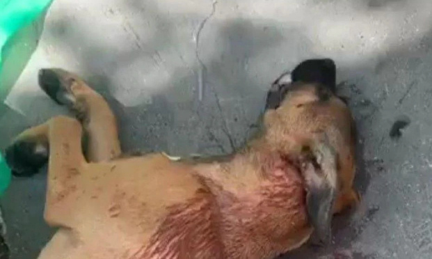 Justice pour SULLY assassiné à coups de tournevis par son maître en pleine rue d' Aubervilliers le 13 juin 2020