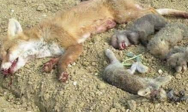 La naissance de la biodiversité, un bien universel sacrifié