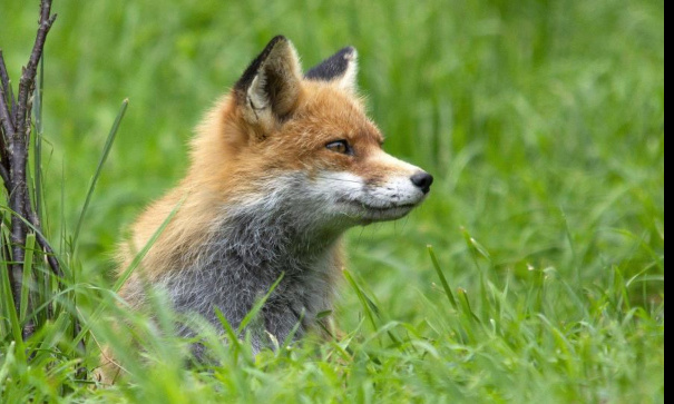 Non au massacre de 1 450 renards en Seine maritime pour régulation et par peur de virus.