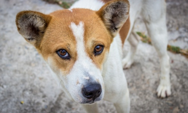 Arrêtez le trafic et la maltraitance des chiens