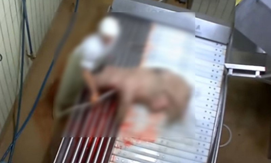 Pour la fermeture des abattoirs en France et dans le monde