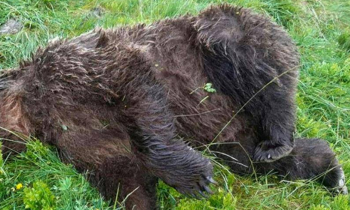 Justice pour notre nounours de 4 ans criblé de balle-s #Ustou !