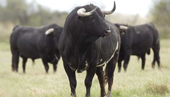 Stop au Toro de fuego !