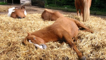 Stoppons le massacre des chevaux ! Dites non à l'hippophagie !
