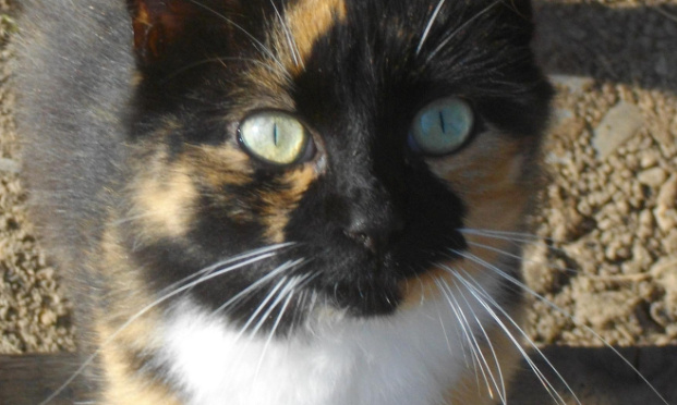 Vers 40 millions d'ennemis ?