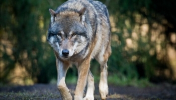 Protection du loup en France, URGENCE!