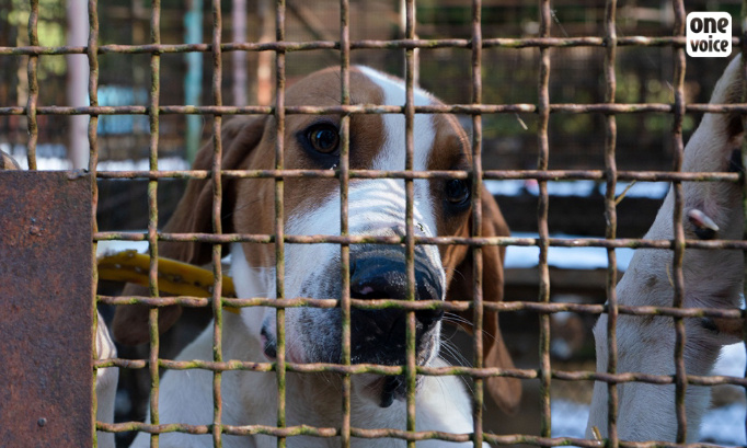 Non à l’élargissement des modalités de fourniture d’animaux aux laboratoires !