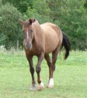 Justice pour Fougor et aide envers l'association nid d'accueil