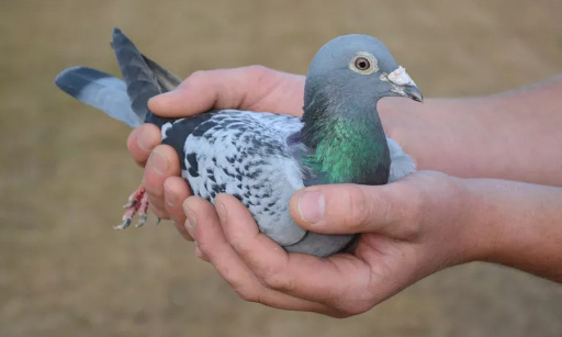 Ville de Gap, des Gapençais s'insurgent contre le gazage des pigeons !