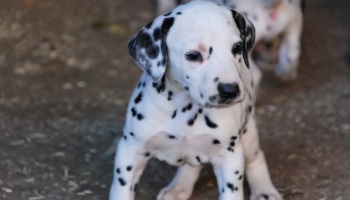 Chiot dalmatien maltraité