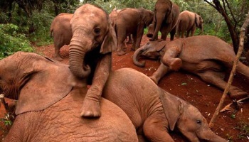 Stoppons le braconnage des éléphants