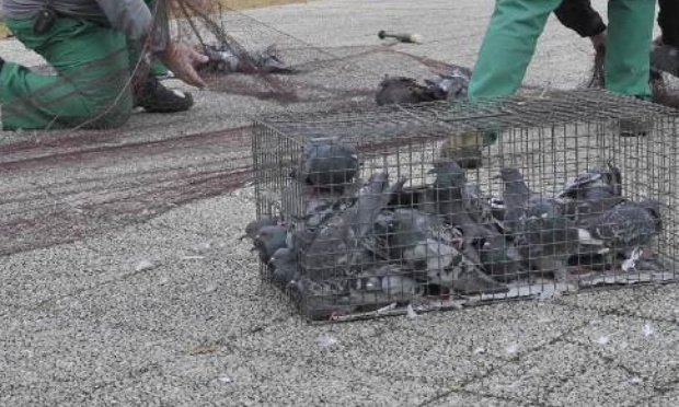 Stop à l’euthanasie des pigeons par gazage au CO2 à Brionne et mise en place de pigeonniers contraceptifs